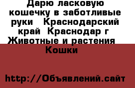 Дарю ласковую кошечку в заботливые руки - Краснодарский край, Краснодар г. Животные и растения » Кошки   